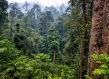 Tropical forest